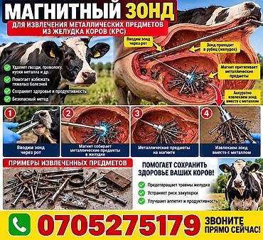 узи лошадь: Продаю | Корова (самка), Бык (самец), Тёлка | На откорм, На забой, Для разведения — 1