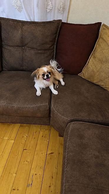 itlər pekines: Pekines, 7 ay, Dişi, Peyvəndli, Pulsuz çatdırılma — 5