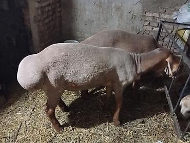 барана: Продаю | Баран (самец) | Арашан | На забой — 4