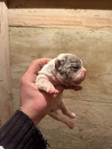 İtlər: Amerikan buldoqu, 1 ay, Peyvəndli, Ödənişli çatdırılma — 8