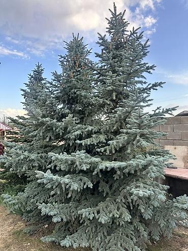 подар: Ель голубая (Picea pungens, «Blue Spruce») для озеленения участка. - — 2