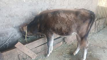 карп кои: Продаю | Бык (самец) | На откорм — 7