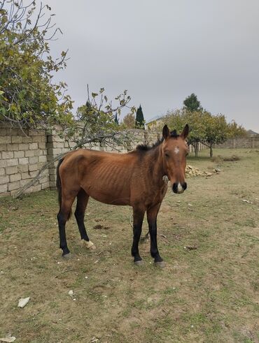 Atlar: Dişi, il: 3, Ünvandan götürmə