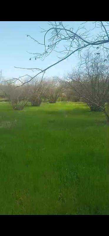 Torpaq sahələrinin satışı: Kənd təsərrüfatı — 2