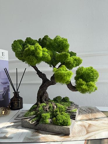Декоративные цветы: Мини-дерево Бонсай из живого стабилизированного мха 🌿 ✅Цены указаны — 31
