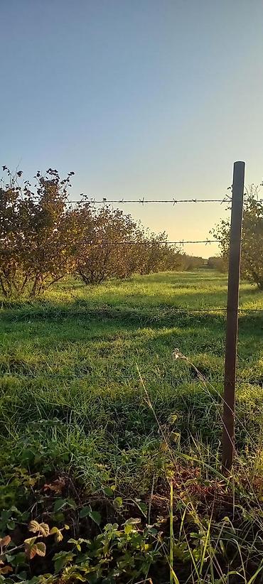 garden: 166 sot, Kənd təsərrüfatı, Mülkiyyətçi, Kupça (Çıxarış) — 8