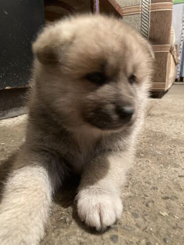 доберман цена баку: Akita-inu, 1 ay, Dişi, Ünvandan götürmə