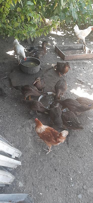 axolotl qiymeti: Col ördeyi 10 ədəddir,qiymet birine aiddir — 2