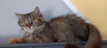 корм для кошек и котят: Мышык бекер берем