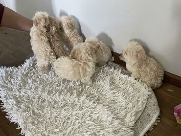 prsluk zenski: Maltipo štenci ostenjeni 20.02.2024. Mama maltezer, tata aprikot toy