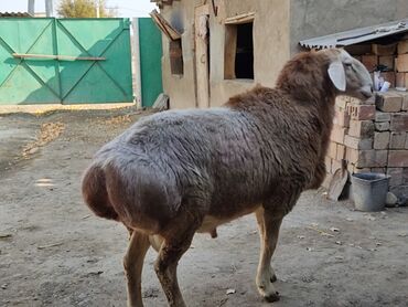 продажа домашних животных: Продаю | Баран (самец) | Арашан | Для разведения | Племенные, Осеменитель