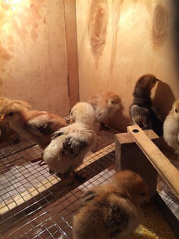 Зоотовары: Брудер для цыплят. универсальный Брудер жожого бодоного коенго хомяка at lalafo.kg — 2 Зоотовары: Брудер для цыплят. универсальный Брудер жожого бодоного коенго хомяка — 2