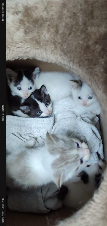 сибирские коты: Отдаю котят в хорошие руки Обычные Приручены к лотку 3 мальчика 2