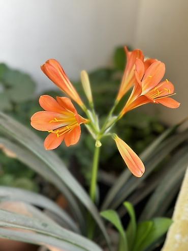 otaq bitkiləri: Bitki: Kliviya (Clivia miniata) – narıncı çiçəkli, evdaxili dekorativ — 1