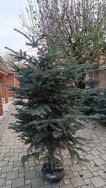 Digər bitkilər: Original Kremlovski yolkalar satılır 🌲 Ruslan_Dekorativ_Bitkilər🌲 — 11