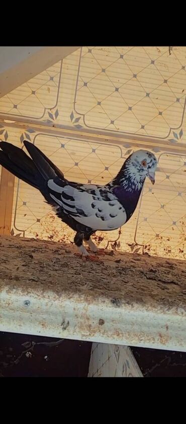 quş yuvasi: Salam 6 eded goyercinid ciller abrezler bir ededr enni quyrug mor