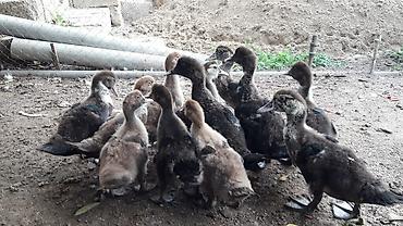 Утки: Musk ördəyi balaları (indo ducklings) – qarışıq rənglərdə sürü — 1