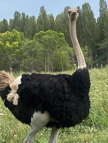 Другие с/х животные: Продаю четырех летних и молодняк страусов, цена договорная — 8
