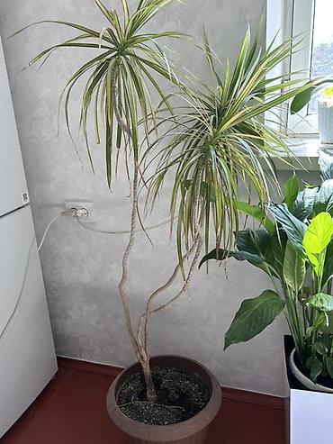 картины для интерьера: САМЫЕ НИЗКИЕ ЦЕНЫ!!!!!! Комнатные растения в горшках — подборка для — 4