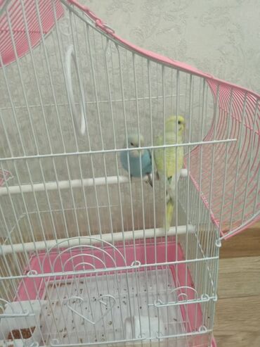 домик для волнистых попугаев: Клетка для волнистых попугаев с аксессуарами - Материал