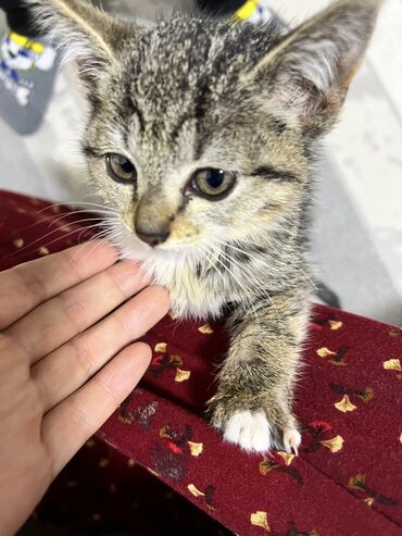 бенгальская кошка характер: 2 айлык, Эркек, Лотокко барууга үйрөтүлгөн
