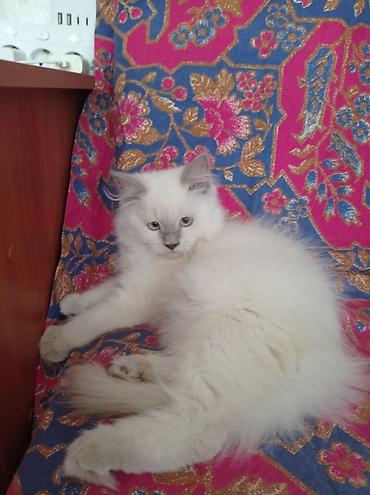 ищу котят: Британская короткошёрстная, 3 месяца, Девочка, Лиловый — 5