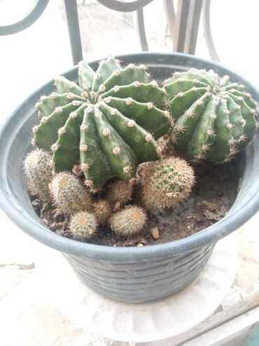 Otaq bitkiləri: Güllər . Kaktus, pul gülü, kolanxoe -da lalafo.az — 10 Otaq bitkiləri: Güllər . Kaktus, pul gülü, kolanxoe — 10