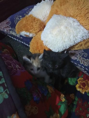Котята домашние, примерно одного помёта. На фото двое: - Черный