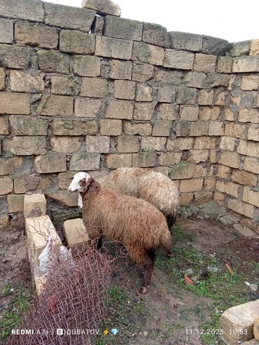 Qoyunlar, qoçlar: 3 qoyun 1 quzu satılır biri ana baladir dişi bala ilə kom 1.150 — 26