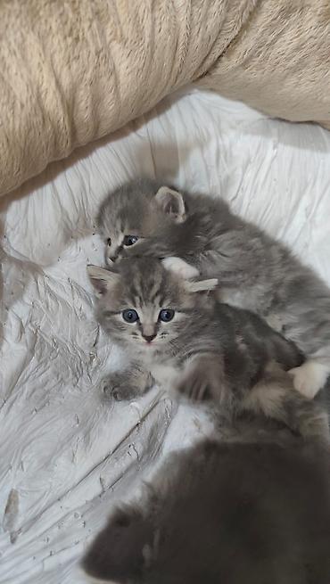 Pişiklər: Britan — 10