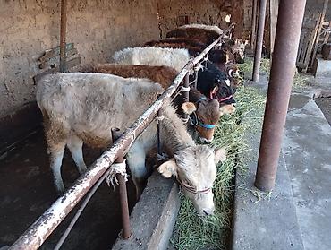 Коровы, быки: Продаю | Бык (самец) | Швицкая | На откорм — 10