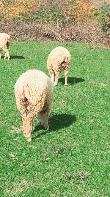 Quzu: Quzu, Erkək, ay: 7, 26 kq, Ətlik, Ünvandan götürmə — 2