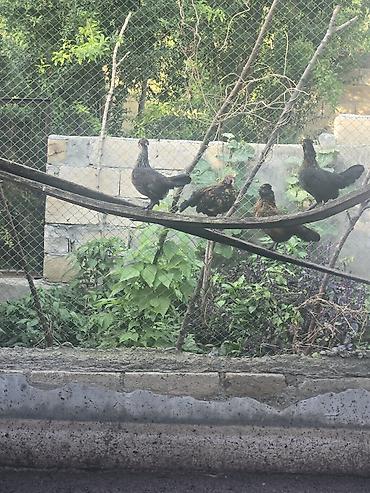 mal satisi: Toyuq, Damazlıq — 3