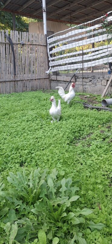 переноска для кошек баку: Yaponkalar cütü 35 azn