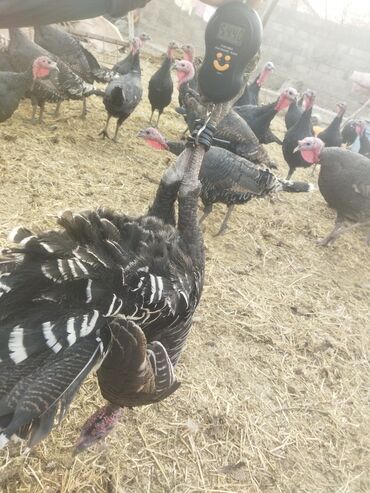 Индюки: Продаю | Индюк (самец) | Полукровка | На забой | Племенные — 16