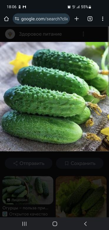 куплю лук репчатый оптом: Огурцы Кураж, Оптом