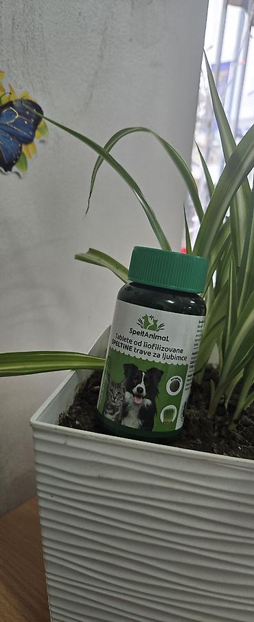 Oprema za kućne ljubimce: Pet shop Maza & Nera – sve za pse i mačke na jednom mestu - Širok — 5