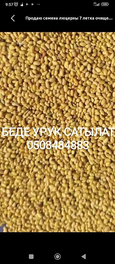 Люцерна: БЕДЕ УРУК САТЫЛАТ! МЕСНЫЙ КАРА - БАЛТАНЫКЫ. ОЗУБУЗДУН ЖЕРДИКИ — 1