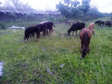 Коровы, быки: Продаю | Тёлка | Алатауская | На откорм, На забой, Для разведения
