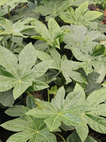 Otaq bitkiləri: Otaq bitkiləri – Fikus elastika kolleksiyası və digər dekorativ növlər — 31