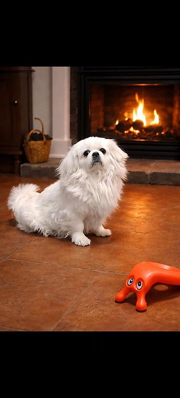 sibirski afcarka: Pekines, 2 il, Dişi, Peyvəndli, Ödənişli çatdırılma — 1