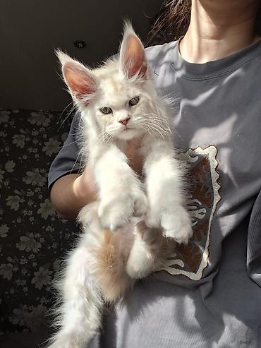 котята мэйн кун: 🐾 ЭКСКЛЮЗИВНЫЙ КОТЁНОК МЕЙН-КУН ПОЛИДАКТ 🐾 цена указана под кастрацию — 1