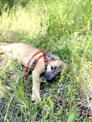 Отдам даром собаку: Ищем дом для маленькой Бусинки 🐾🏡 Группа «Зоозащита Бишкек» ищет — 2