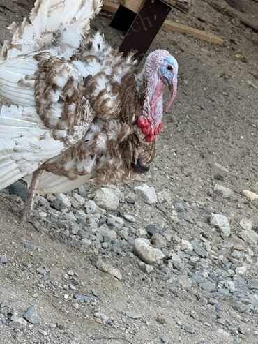 Hinduşka: Erkək, Damazlıq — 7