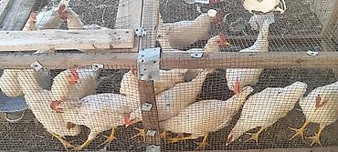 цыплята простые: Продаю | Куры | Леггорн | Несушки — 2