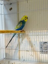 Птицы: Молодежь волнистых папугаев оптом и в розницу)насчёт доставки — 10