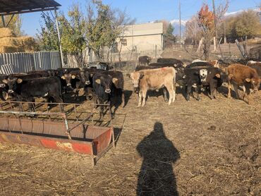 собака долматинец: Продаю | Музоо, торпок | Полукровка | На откорм | Искусственник at lalafo.kg собака долматинец: Продаю | Музоо, торпок | Полукровка | На откорм | Искусственник