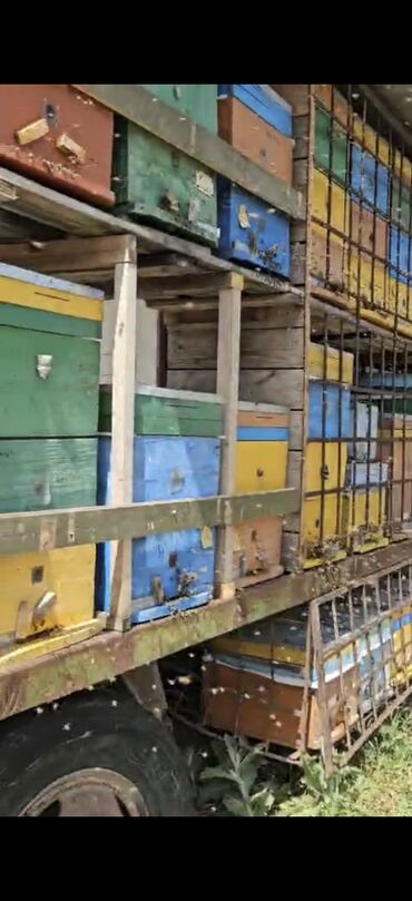 Bal: Məhsul: Kəlbəcər dağlarından toplanmış arı məhsulları Təsvir: - — 4