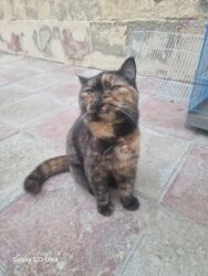 самюн ван в таджикистане: Salam cins pişikdi pers şotland cütlüyündən olub yanvarda 1 yaşı