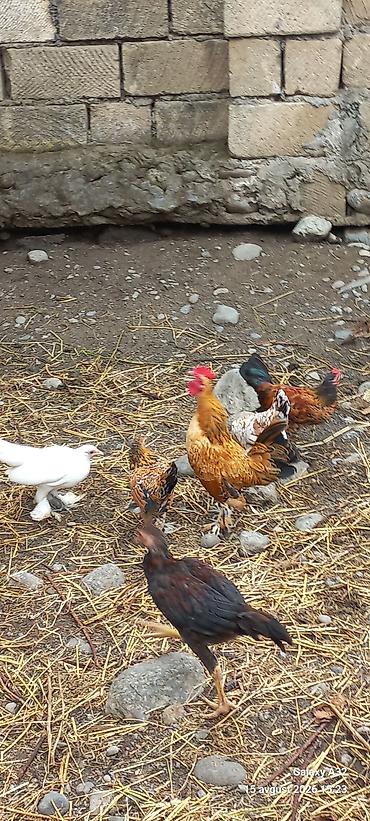попугай ара цена: 5 aylıq Təmiz,cır yaponkalar.Unvan Lənkəran Bakıya 20yanvara və bəzi — 4